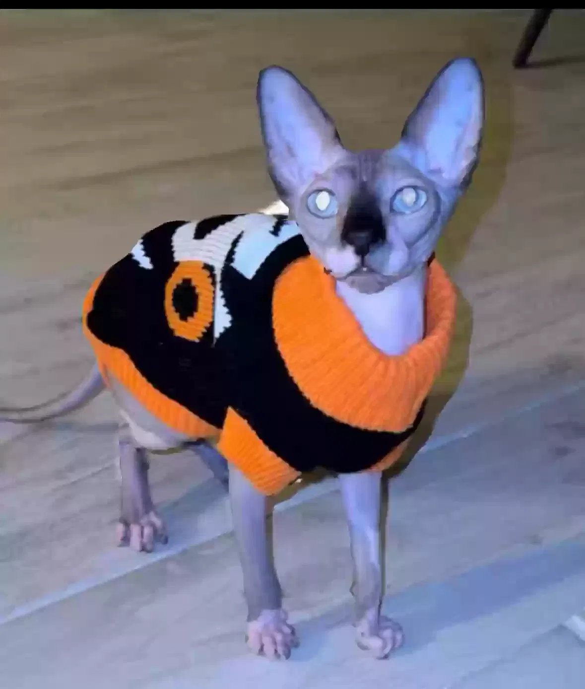 Lost cat in Pompano Beach, FL, 33067