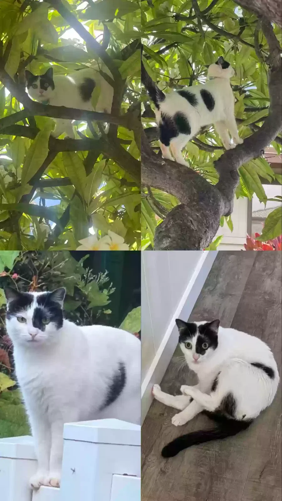 Lost cat in Honolulu, HI, 96816