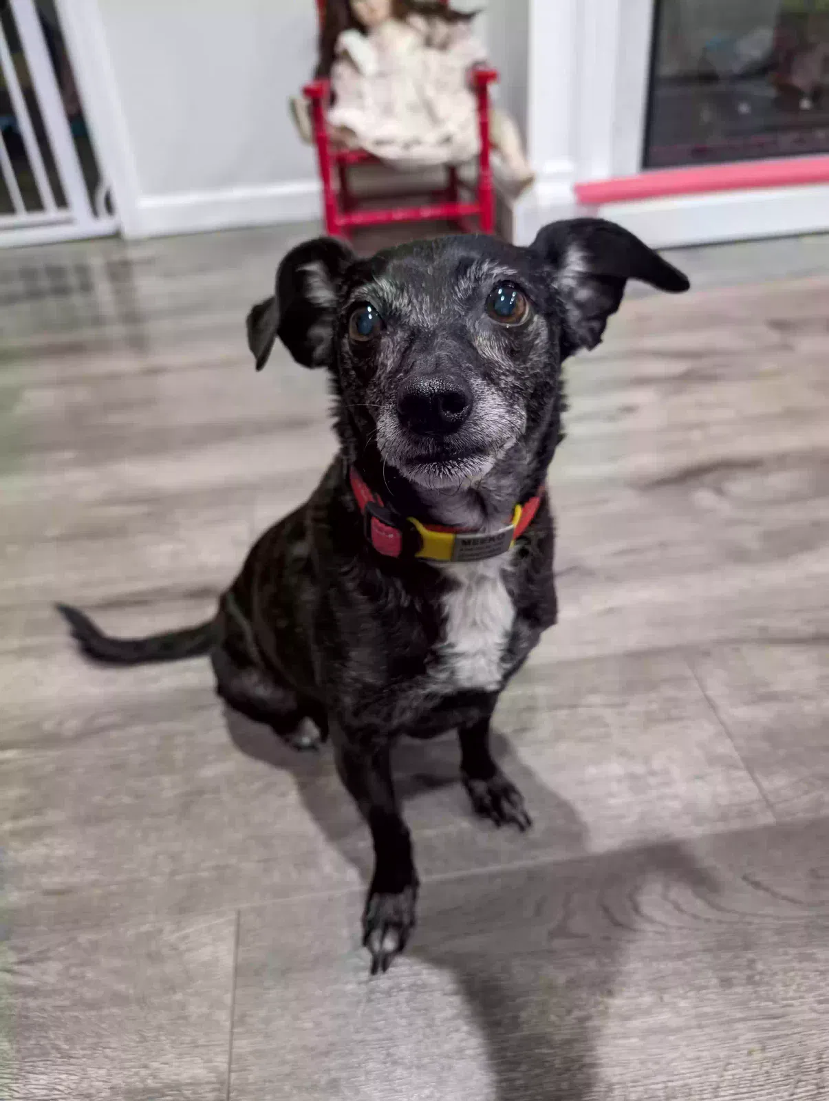 Lost dog in Whittier, CA, 90603