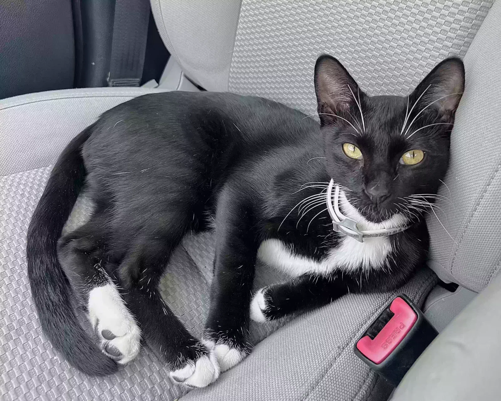 Lost cat in Fort Worth, TX, 76116