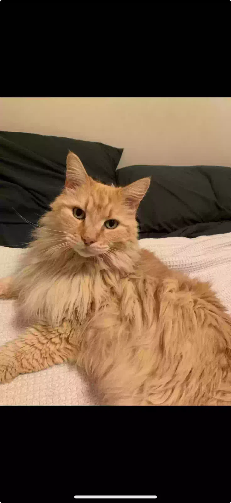 Lost cat in Mount Pleasant, SC, 29464