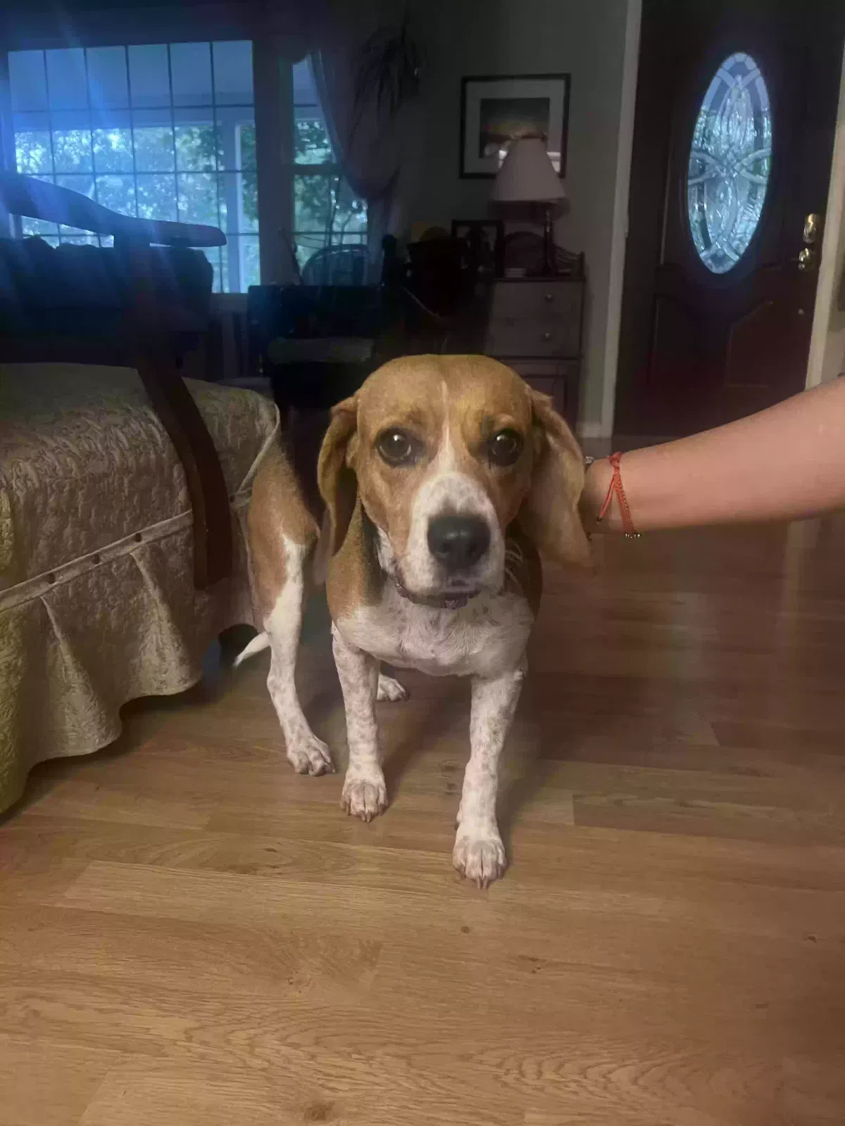 Found dog in Bowie, MD, 20715