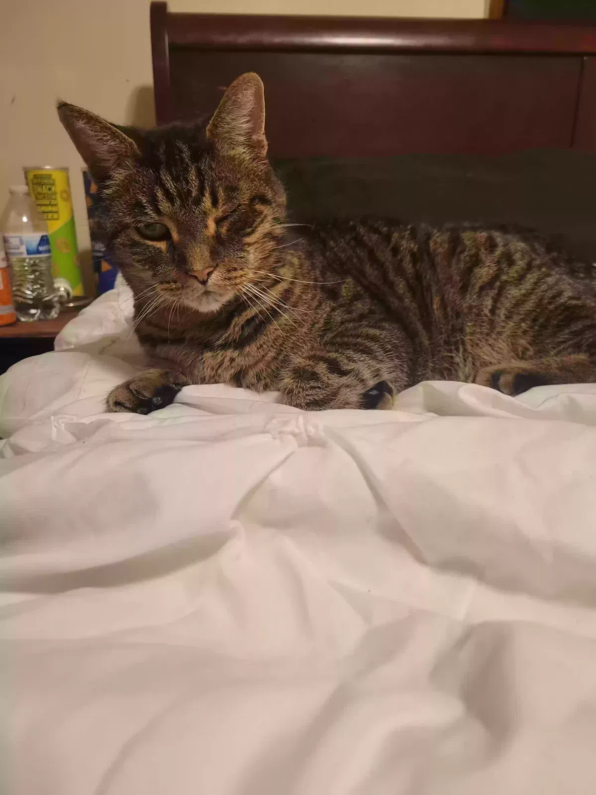 Lost cat in Fort Wayne, IN, 46808