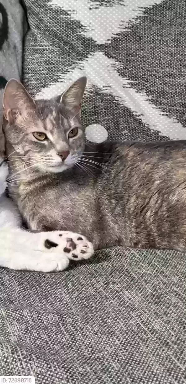Lost cat in Locust Grove, GA, 30248