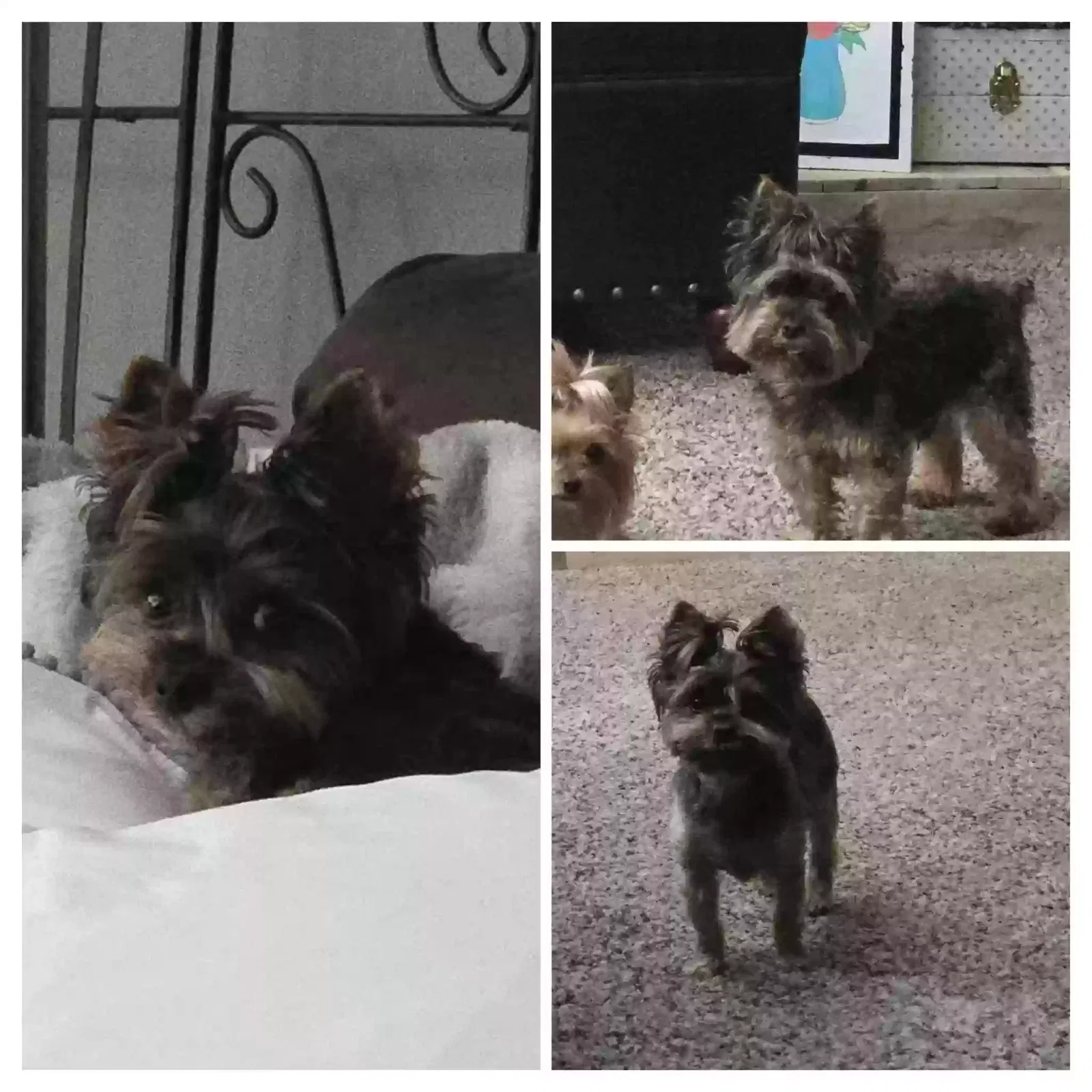 Lost dog in Indianapolis, IN, 46227