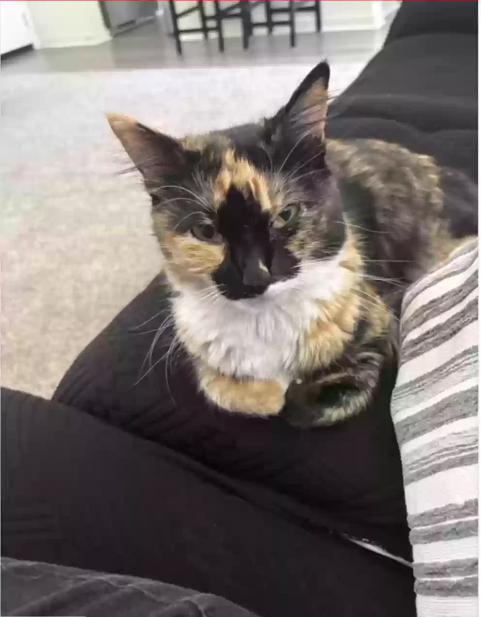 Lost cat in Victorville, CA, 92392