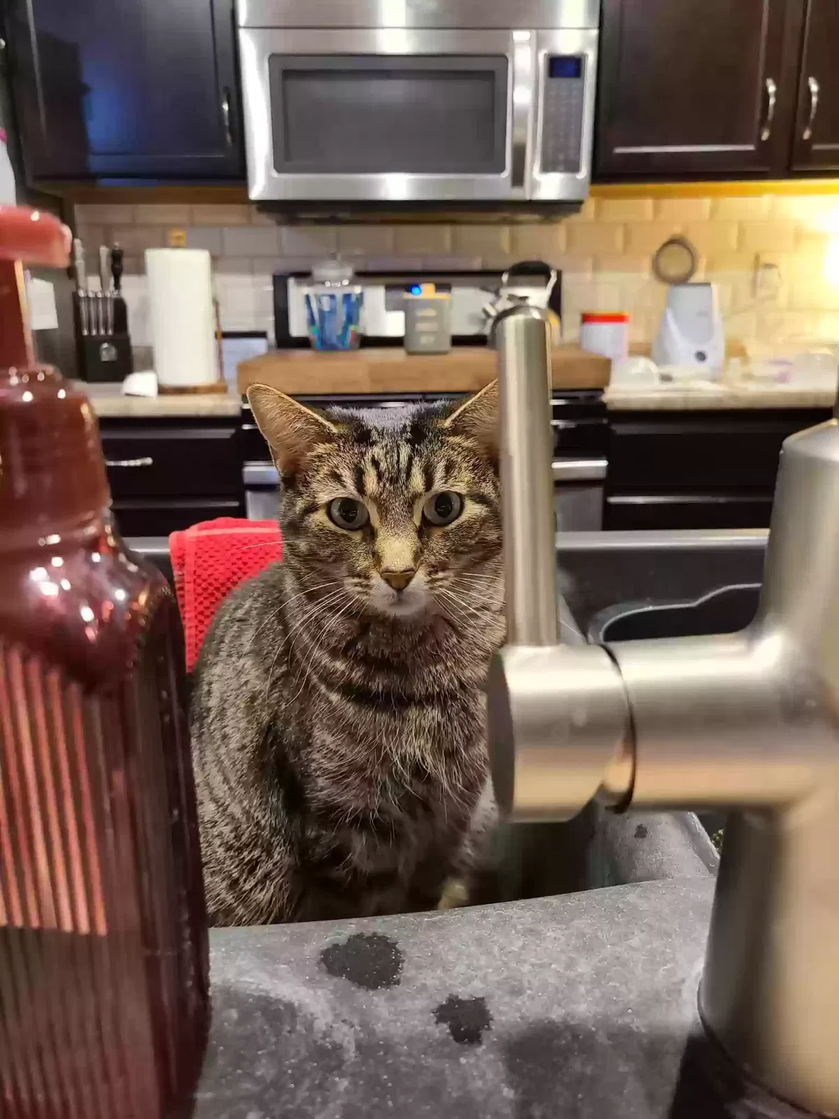 Lost cat in East Peoria, IL, 61611
