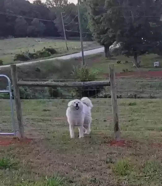Lost dog in Jefferson, GA, 30549