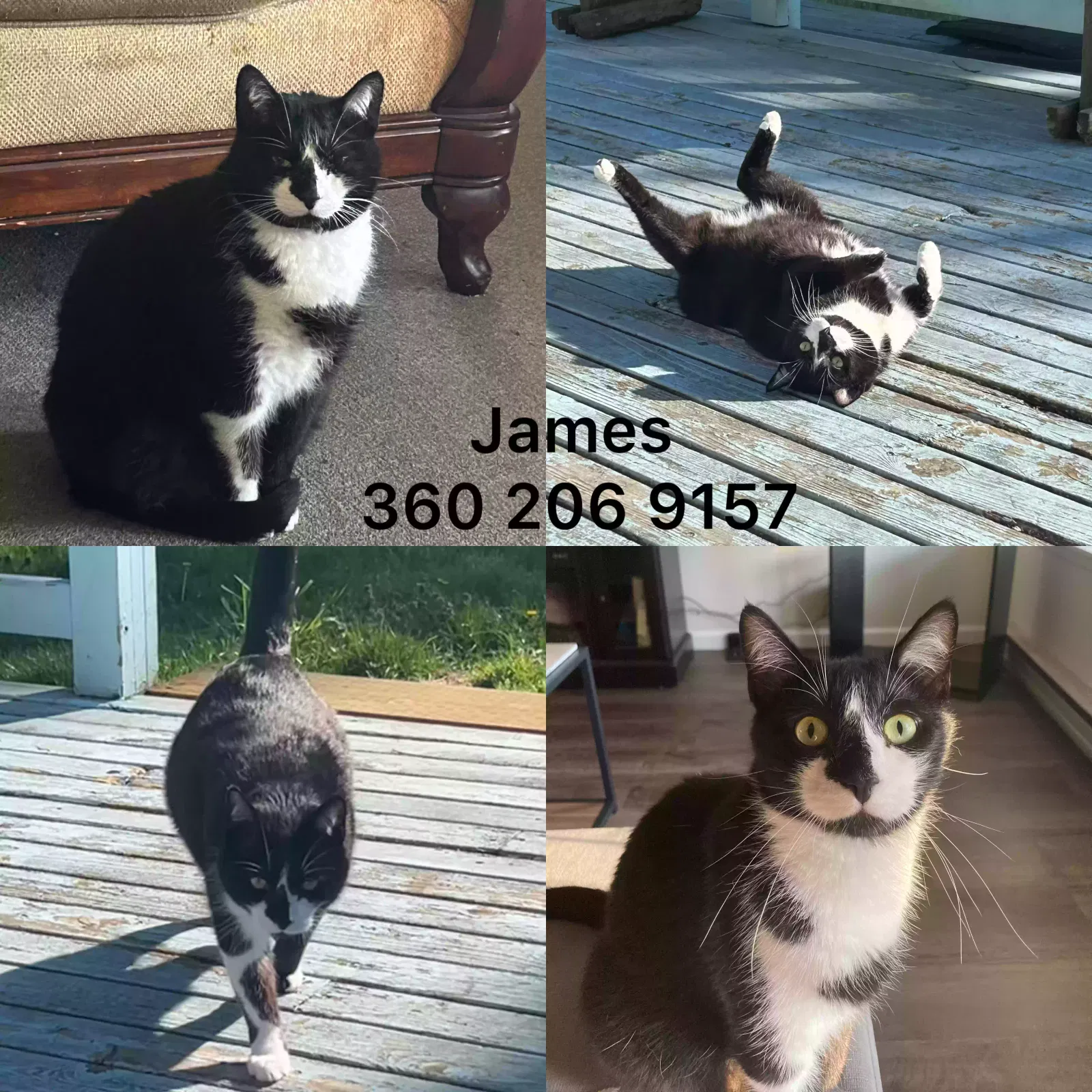 Lost cat in Oak Harbor, WA, 98277