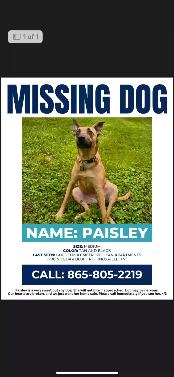 Lost dog in Knoxville, TN, 37923