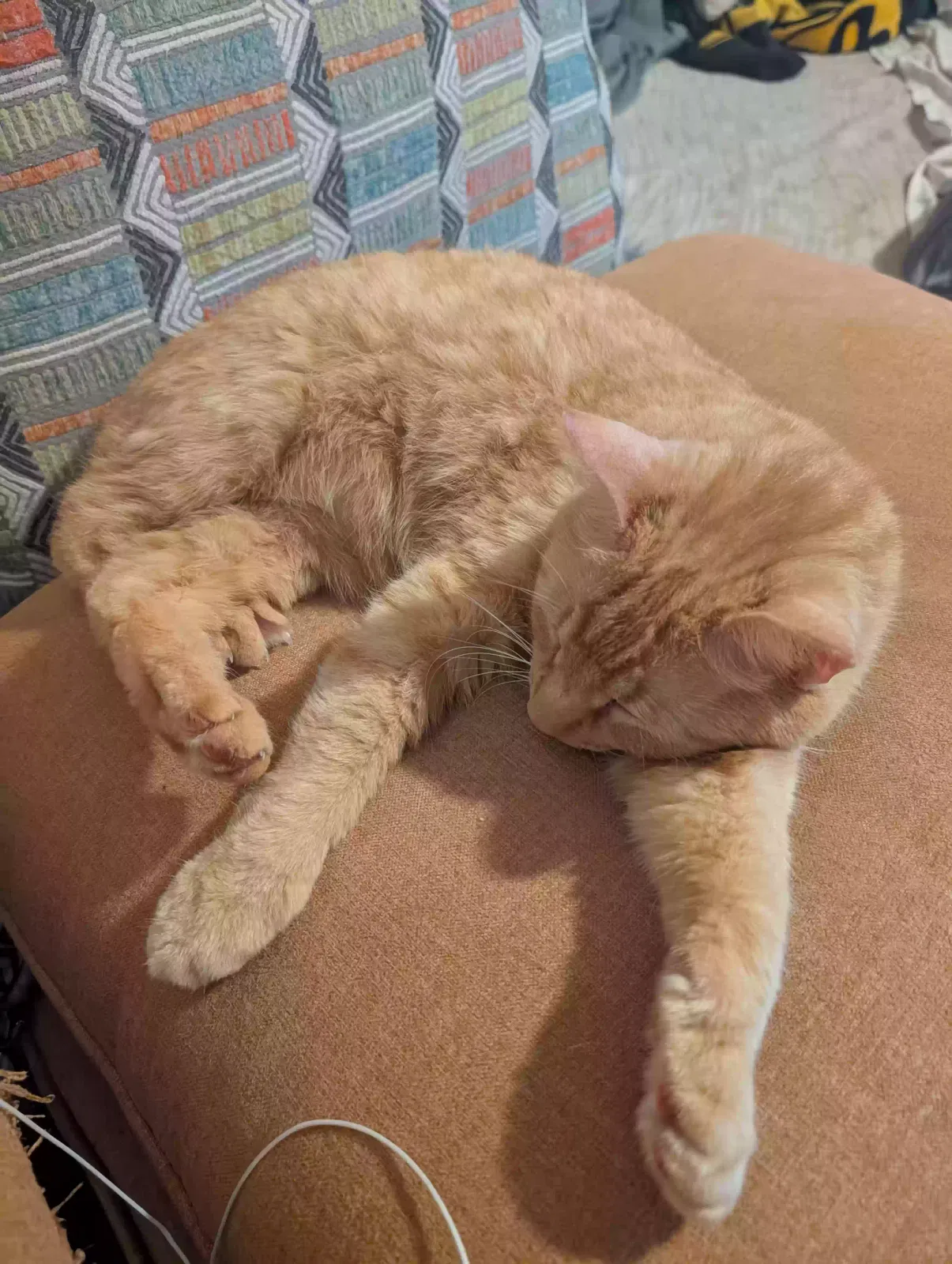 Lost cat in Ludowici, GA, 31316