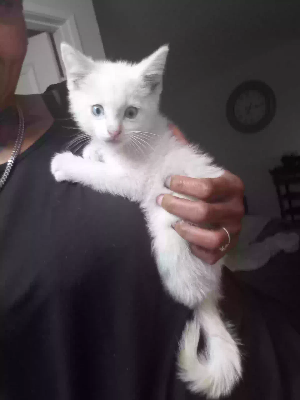 Lost cat in La Puente, CA, 91746