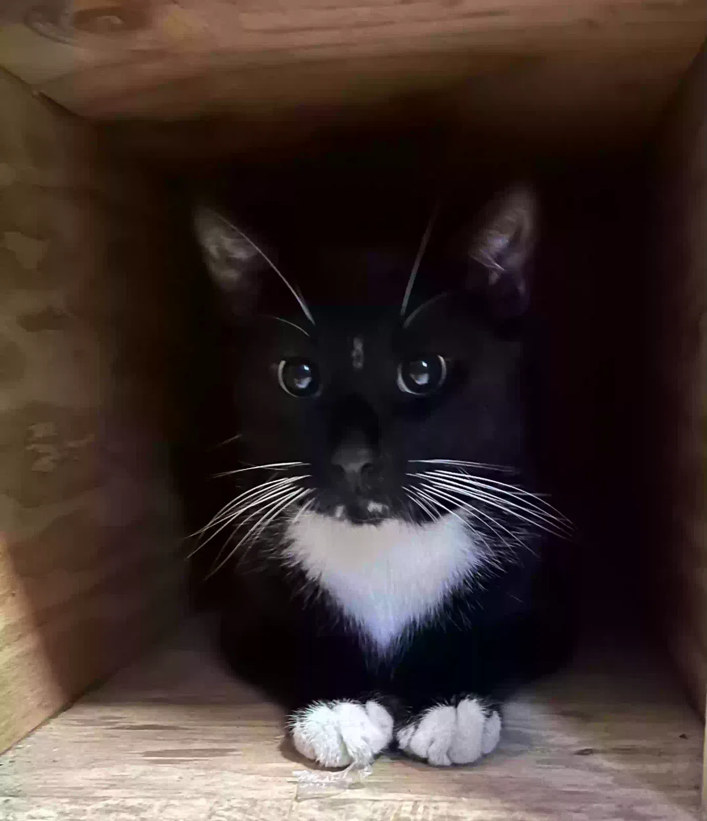 Lost cat in San Leandro, CA, 94577