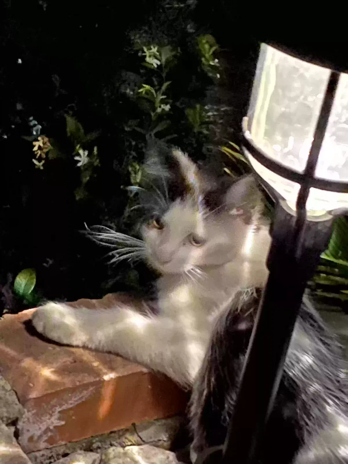 Lost cat in Montclair, CA, 91763