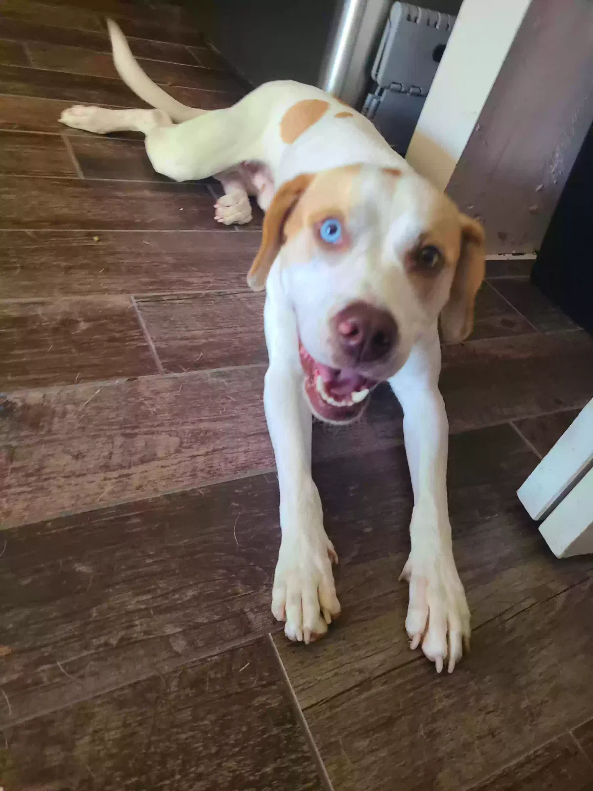 Lost dog in Indianapolis, IN, 46237
