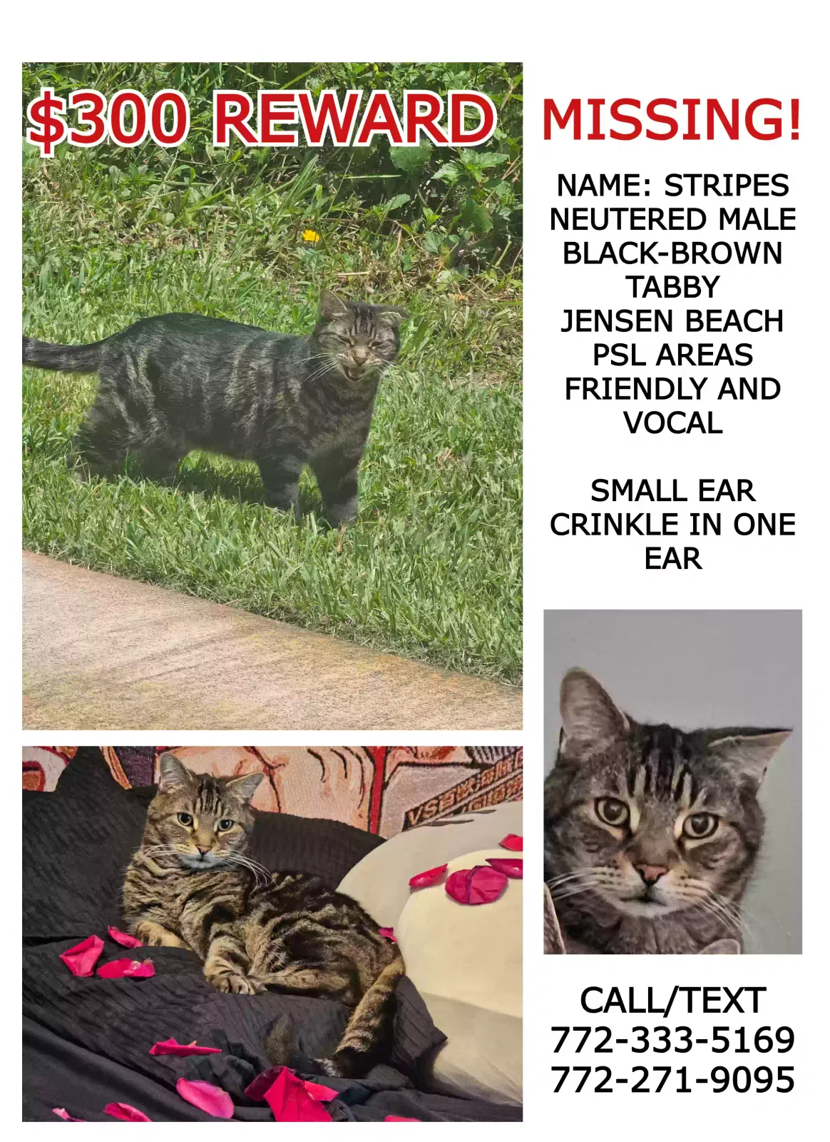 Lost cat in Jensen Beach, FL, 34957
