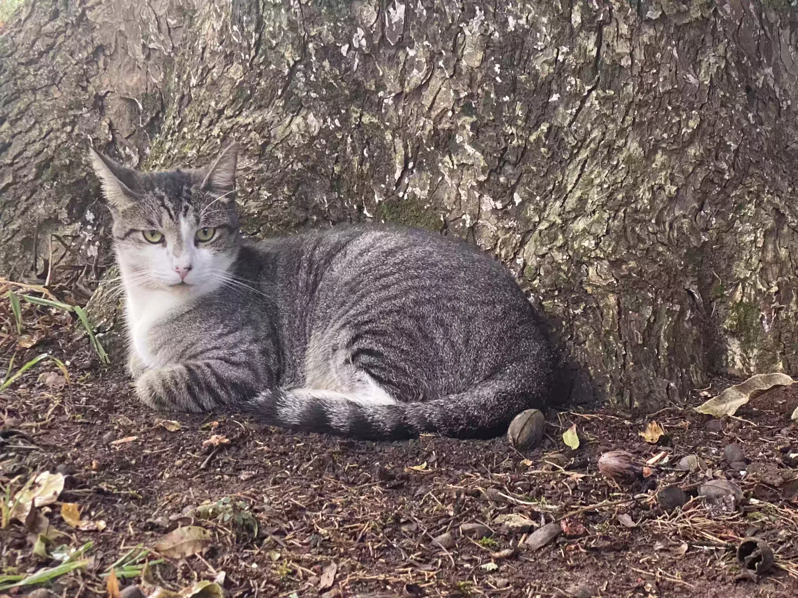 Lost cat in Hickory, NC, 28602