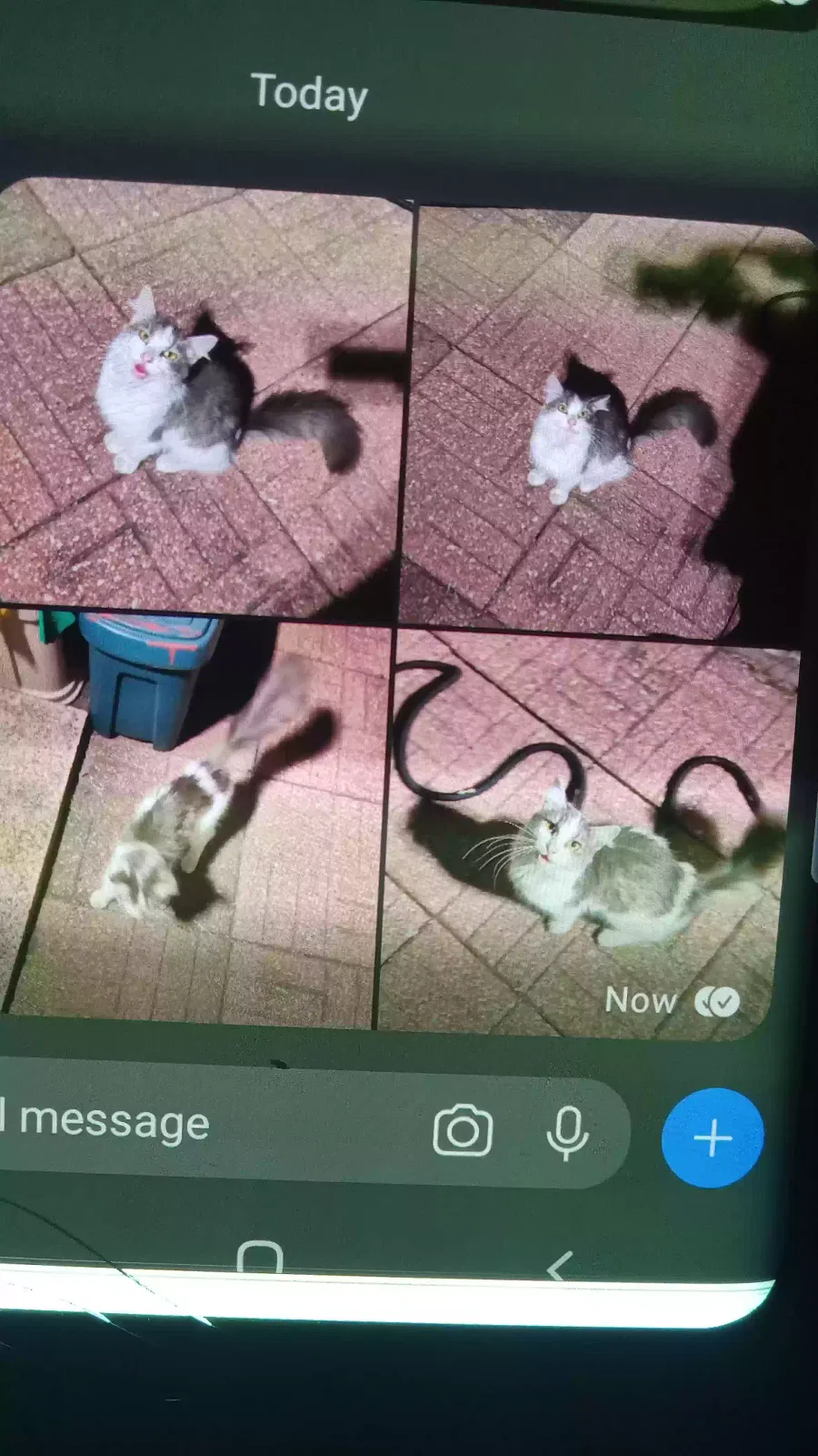 Missing Cat