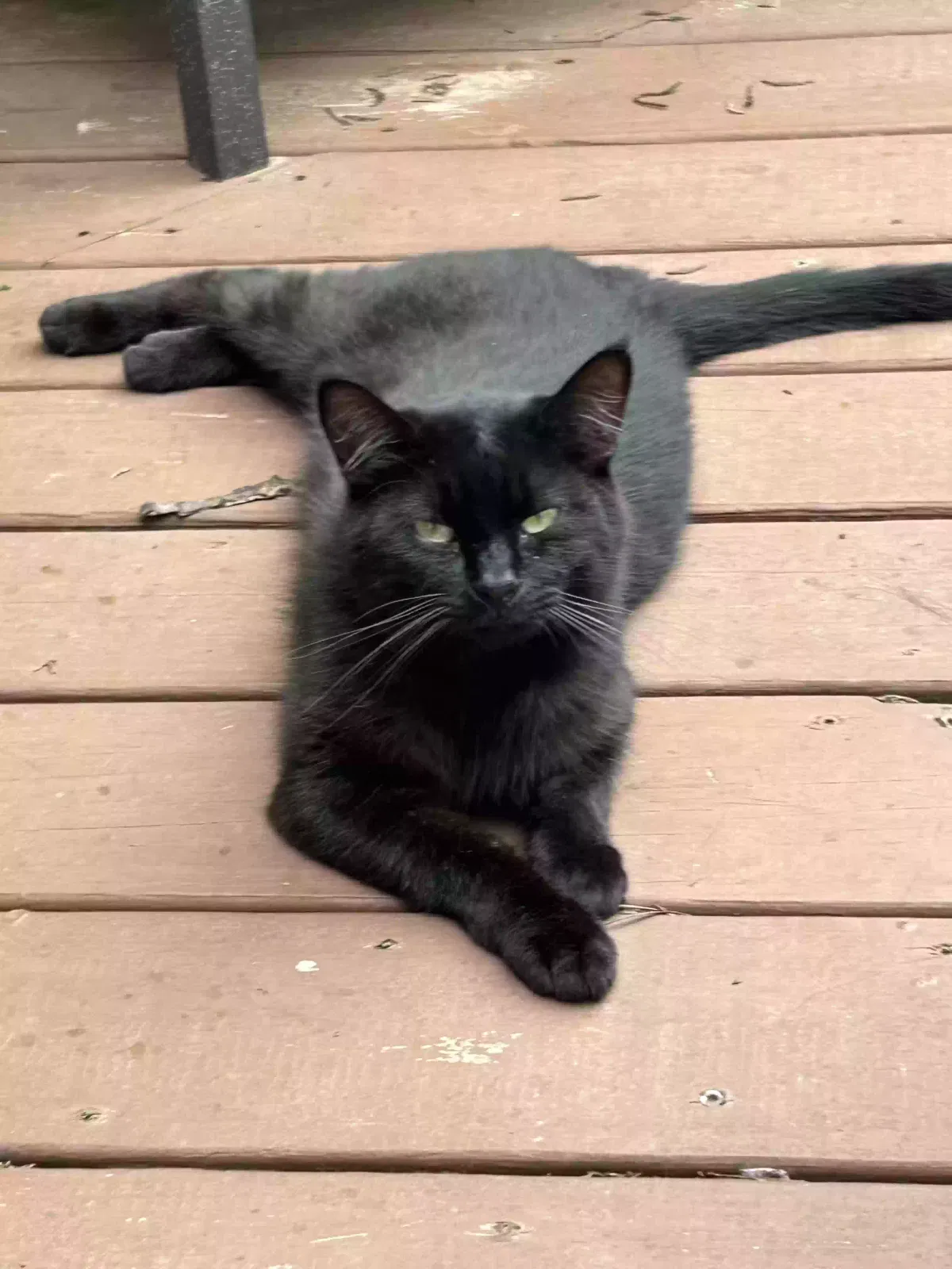 Lost cat in Kennesaw, GA, 30152