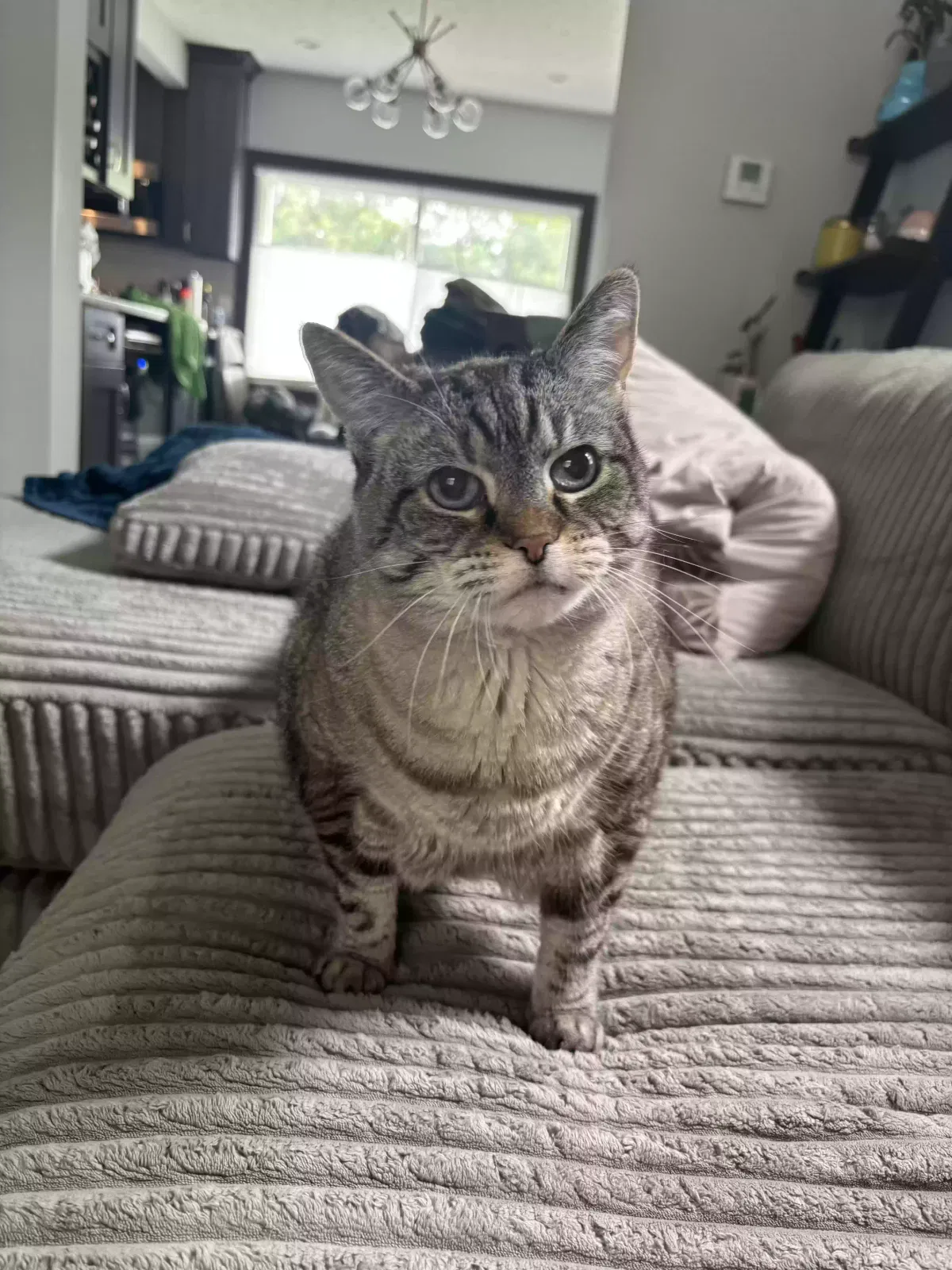Lost cat in Lakewood, OH, 44107