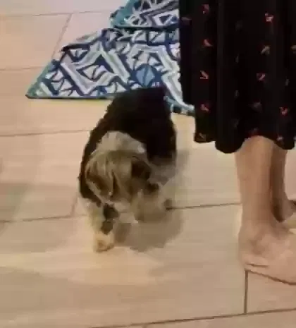 Lost dog in Homosassa, FL, 34446