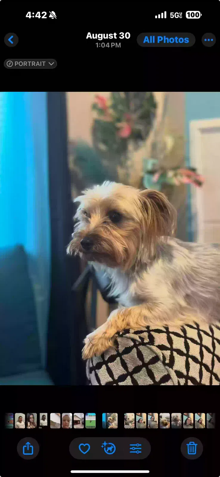Lost dog in Fort Worth, TX, 76123