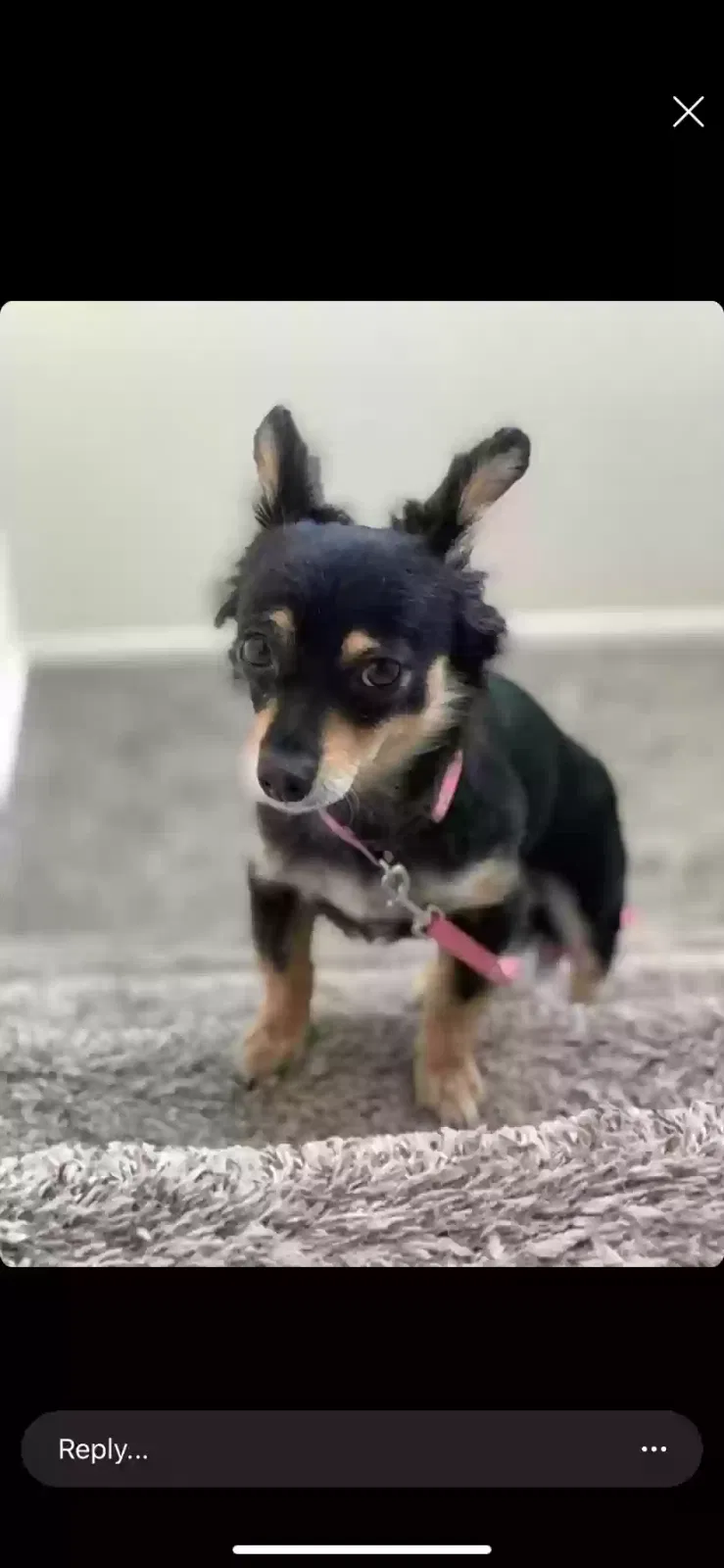Lost dog in Concord, CA, 94520