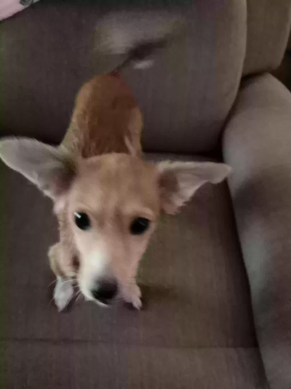 Found dog in Arlington, TX, 76018