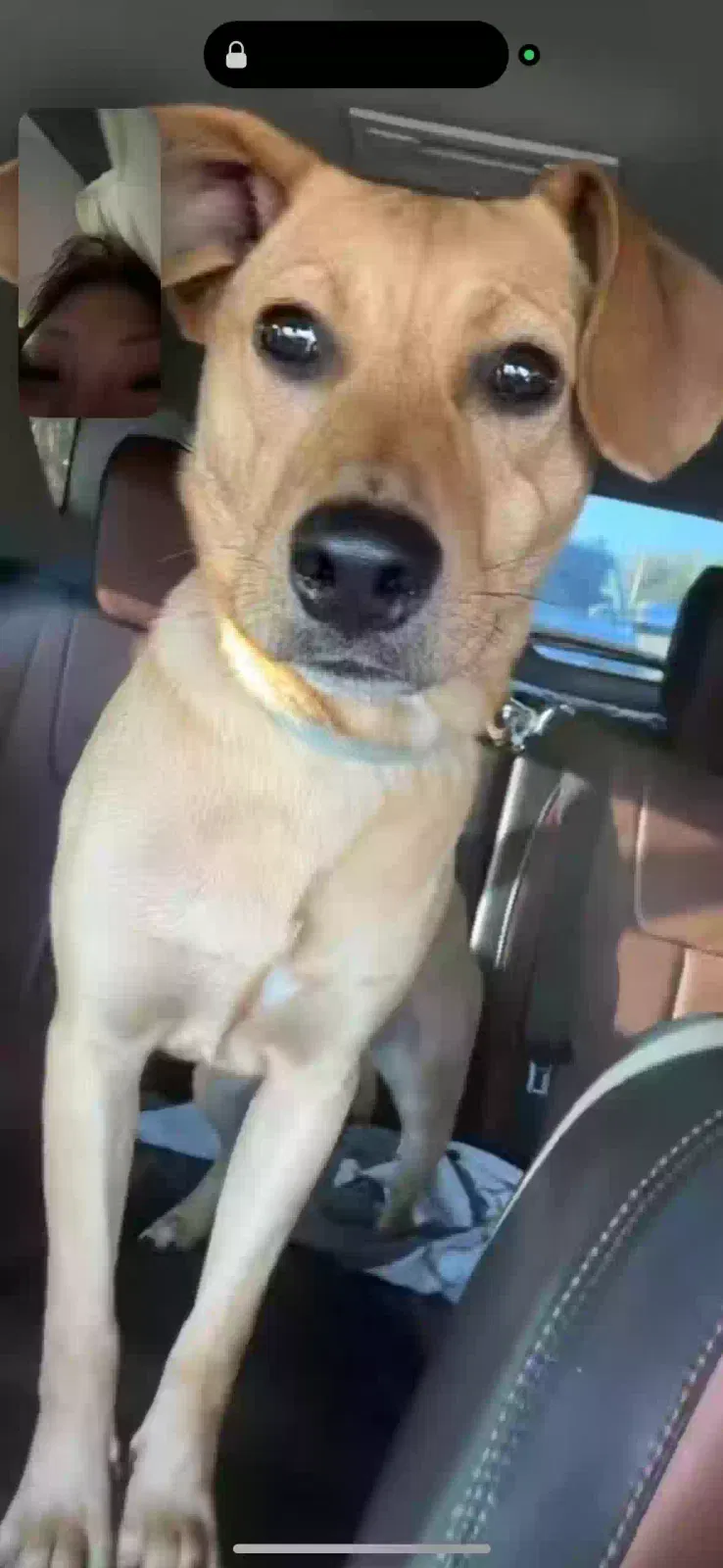 Missing Dog