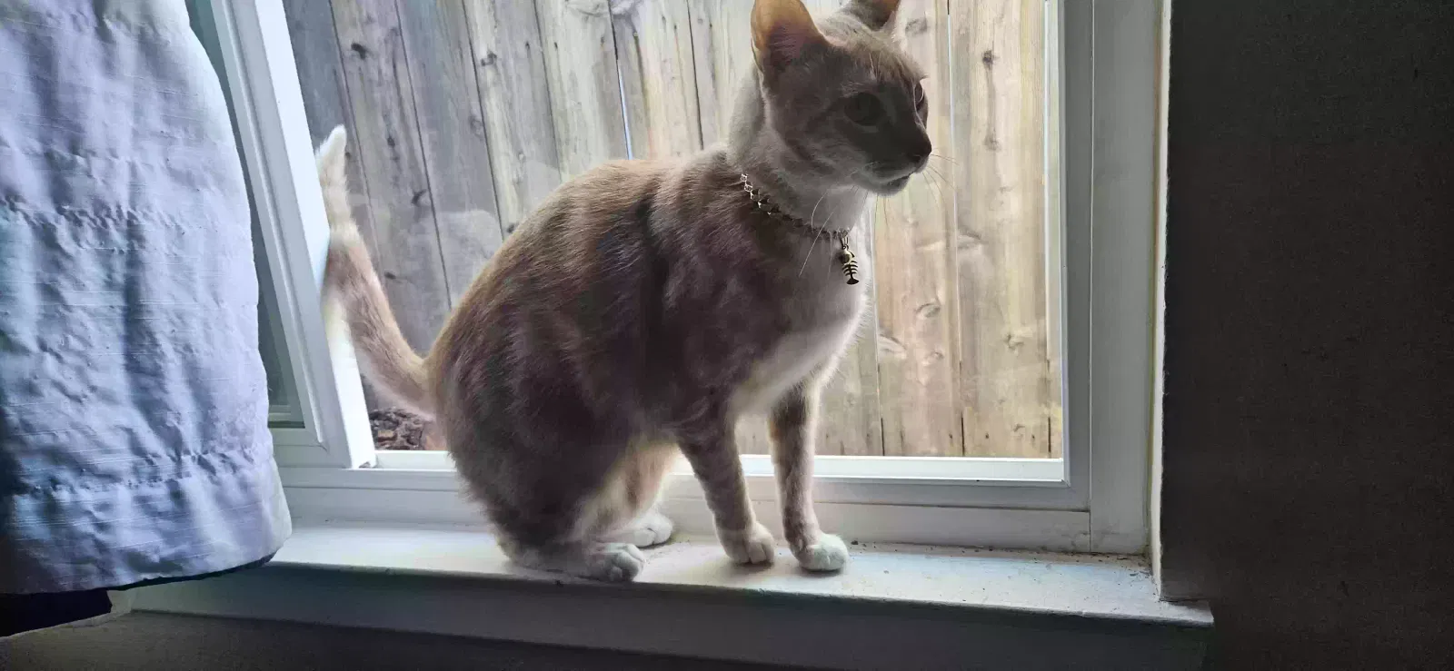 Lost cat in San Diego, CA, 92126