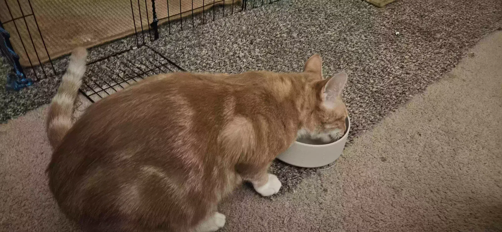 Found cat in San Diego, CA, 92126