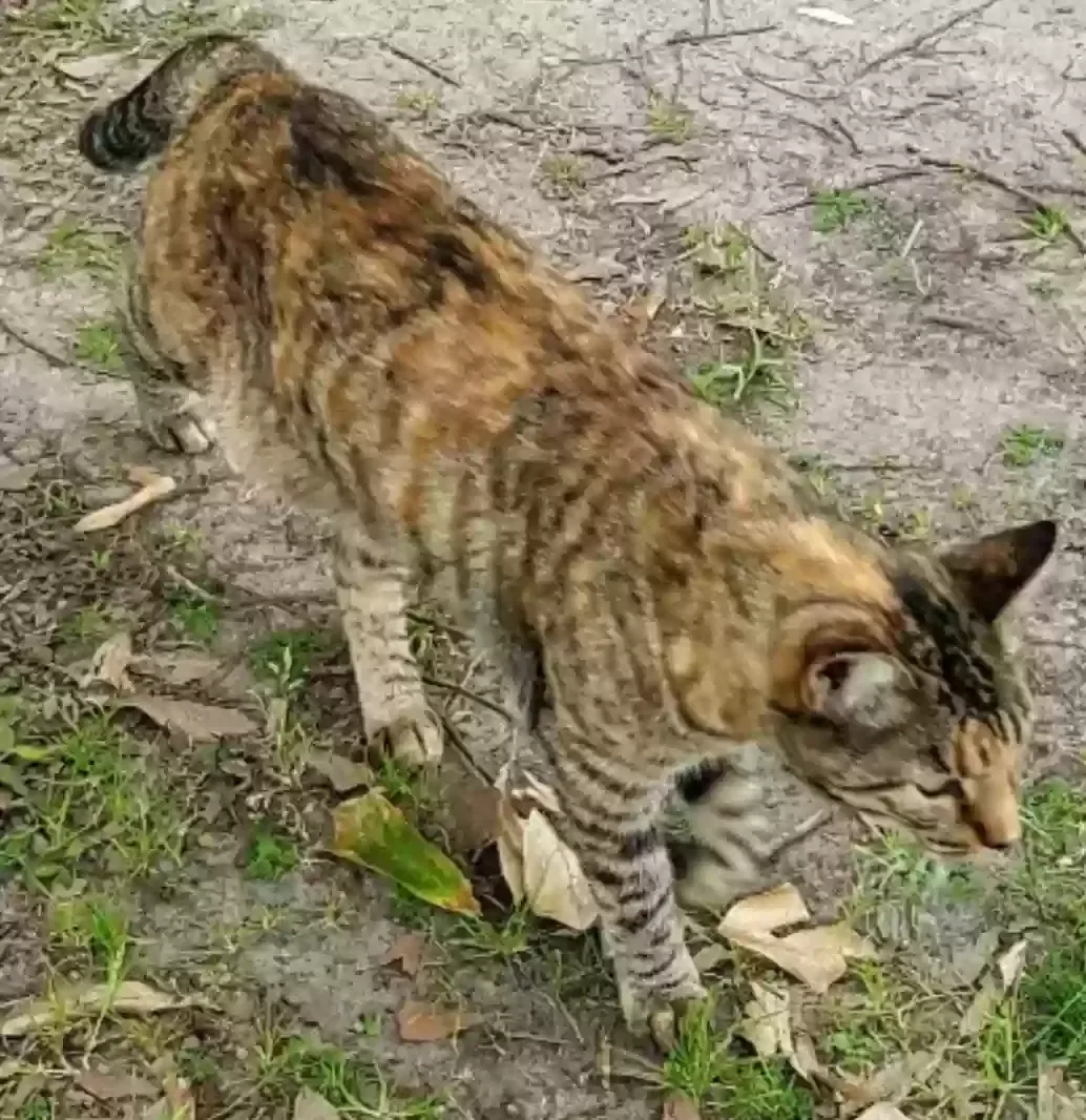 Lost cat in Lake Charles, LA, 70601