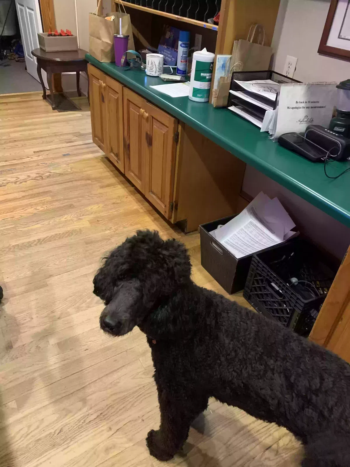 Lost dog in Hendersonville, NC, 28792