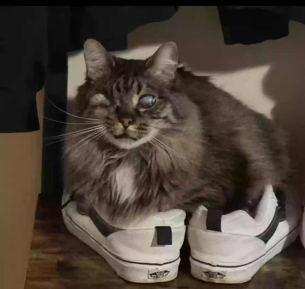 Lost cat in Greenville, SC, 29611