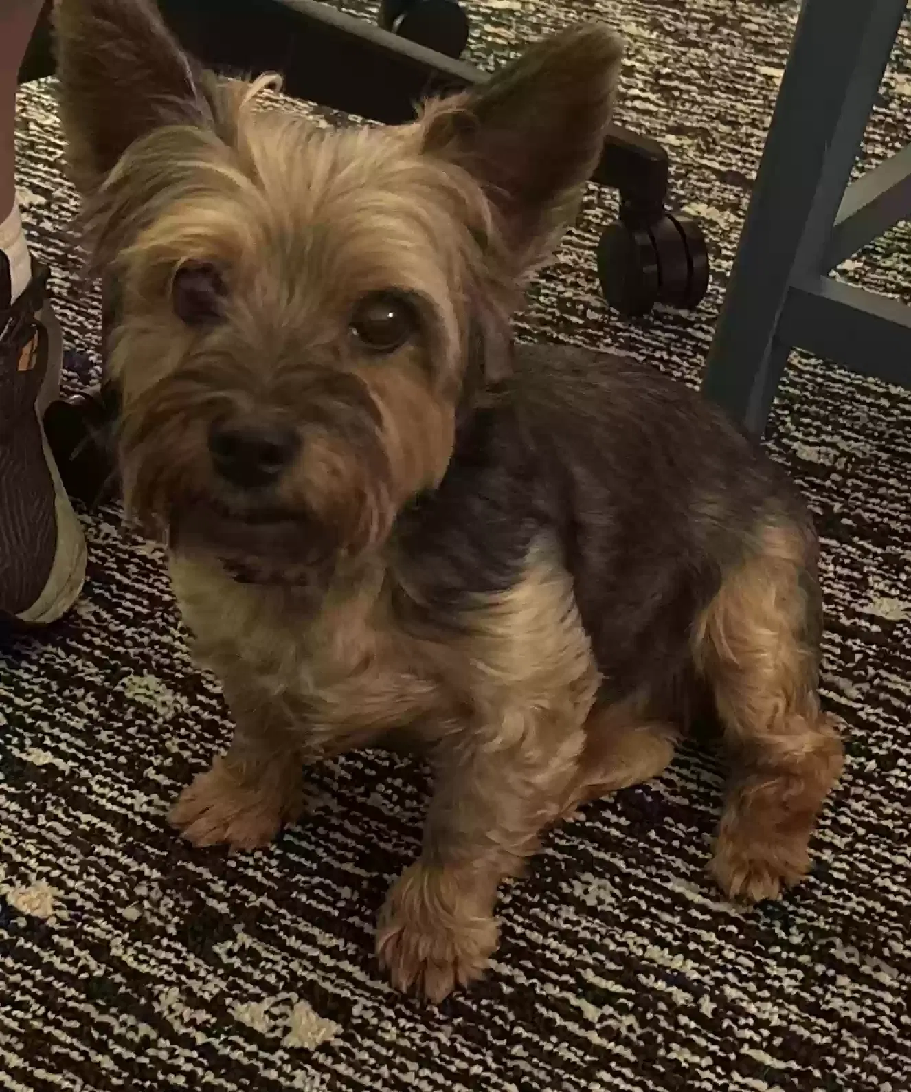 Lost dog in Dallas, TX, 75228