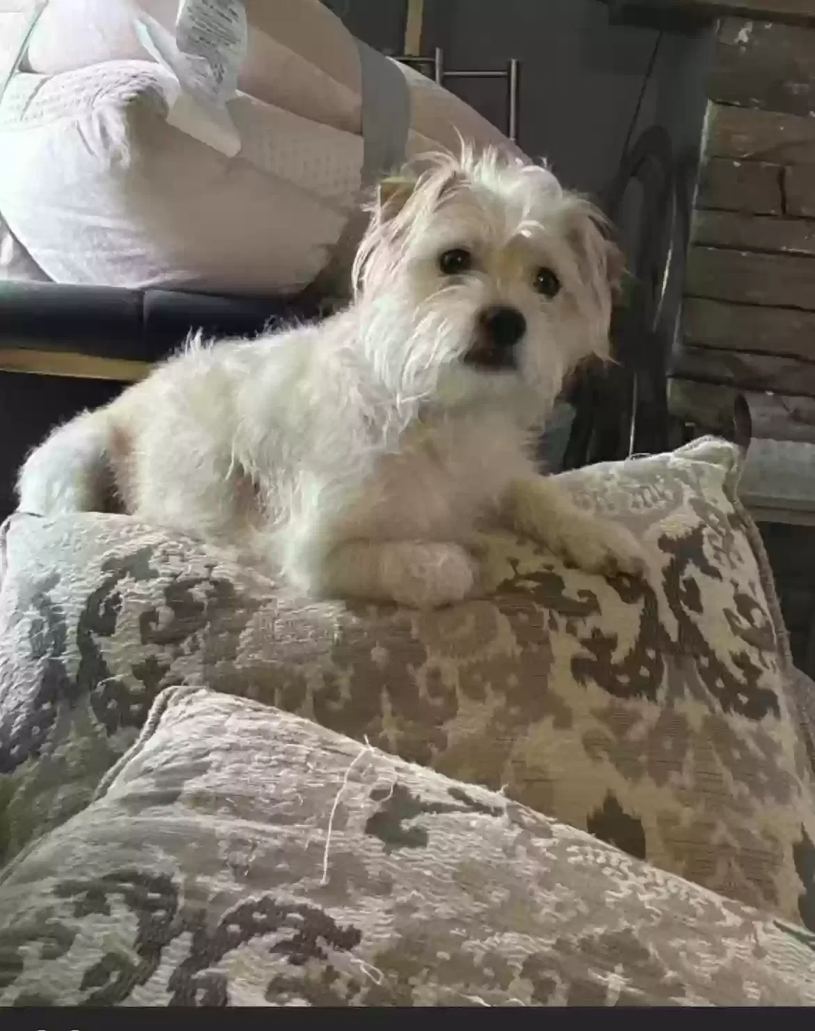 Lost dog in Denton, TX, 76208