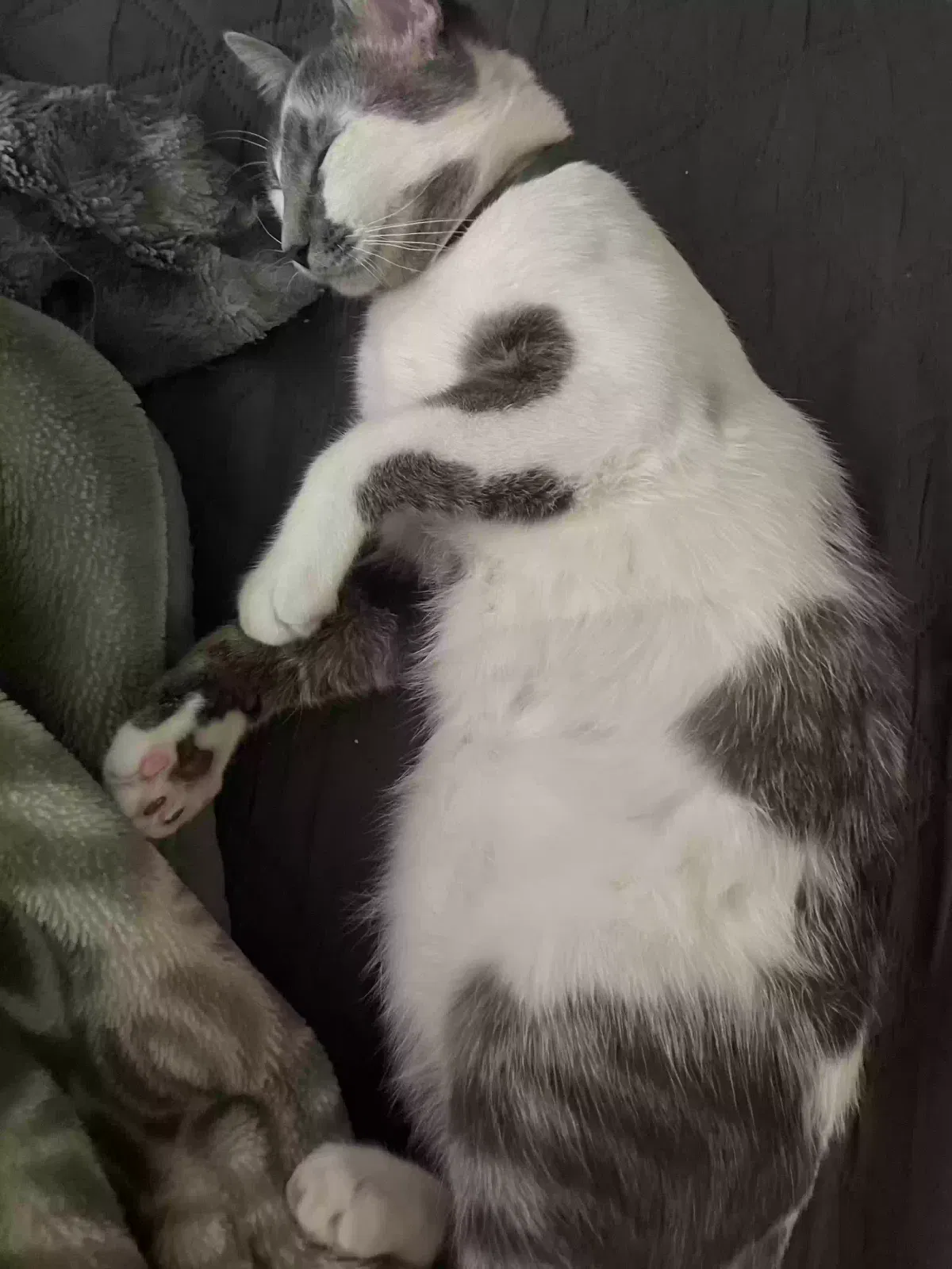 Lost cat in Greenville, TX, 75402