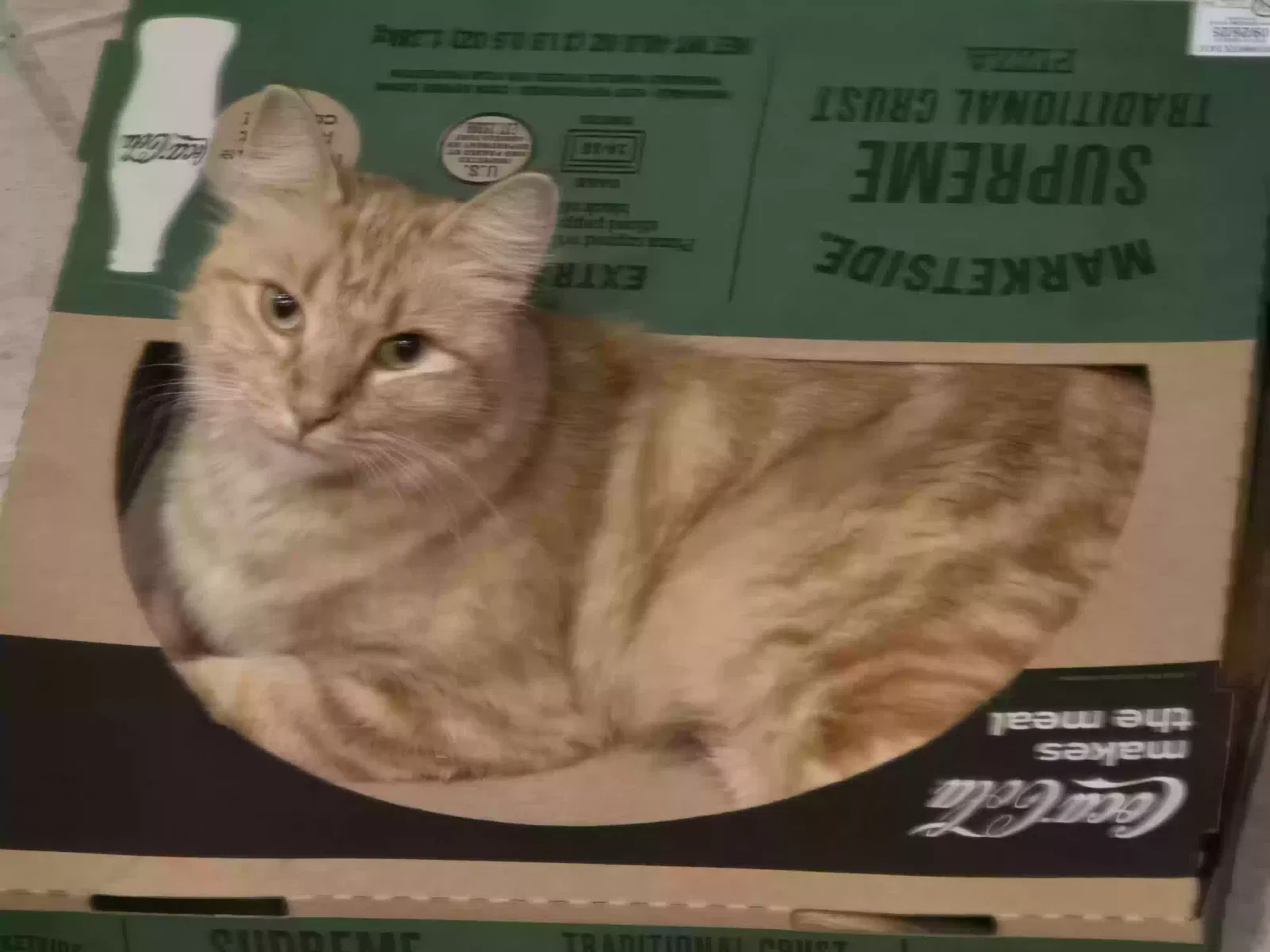 Lost cat in Fort Worth, TX, 76108