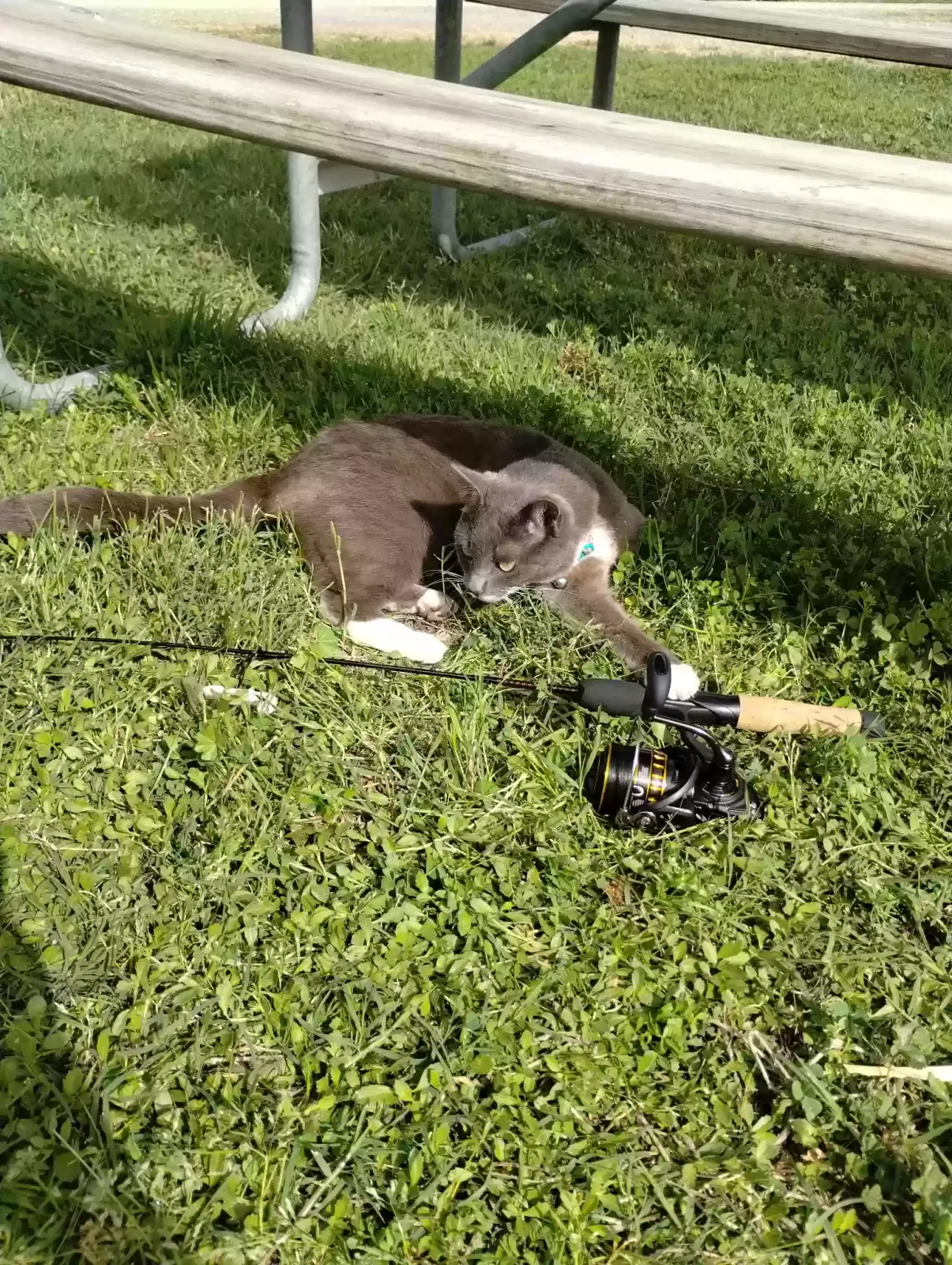 Lost cat in Nicolaus, CA, 95659