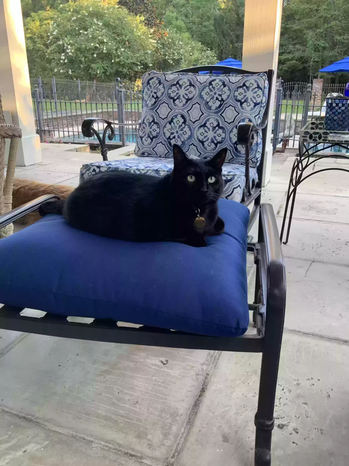 Lost cat in Mandeville, LA, 70471