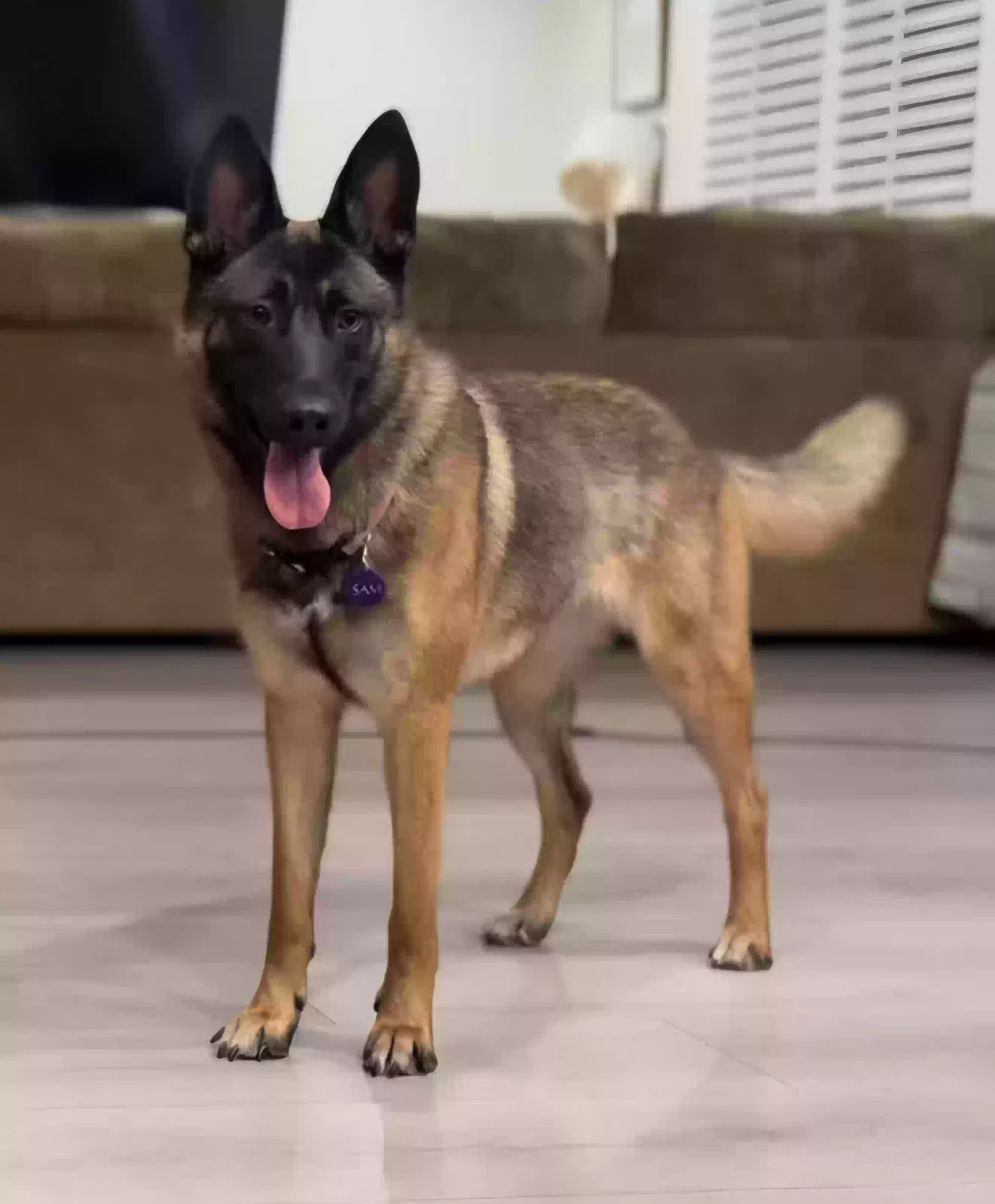 Lost dog in Mira Loma, CA, 91752