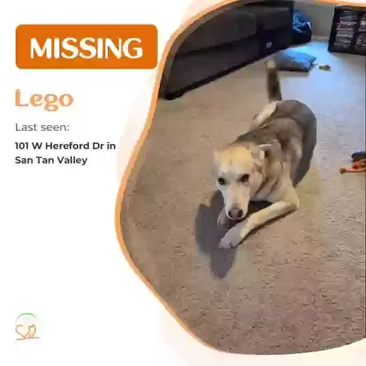 Lost dog in San Tan Valley, AZ, 85143