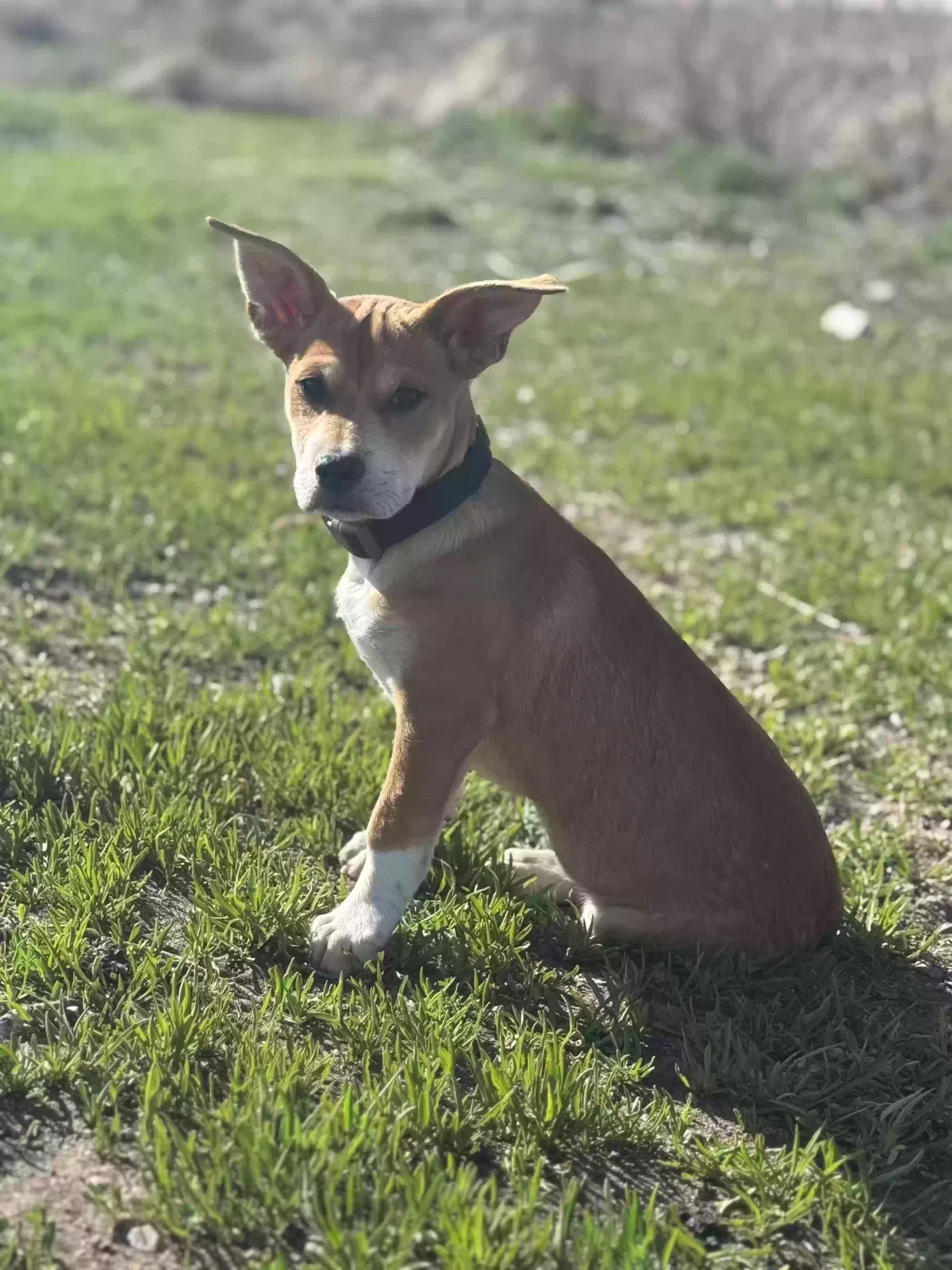 Lost dog in Rio Rancho, NM, 87124