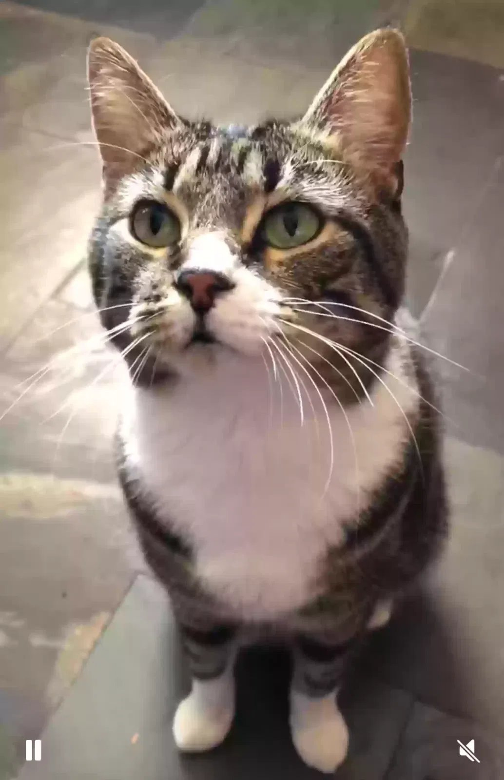 Lost cat in Boca Raton, FL, 33487
