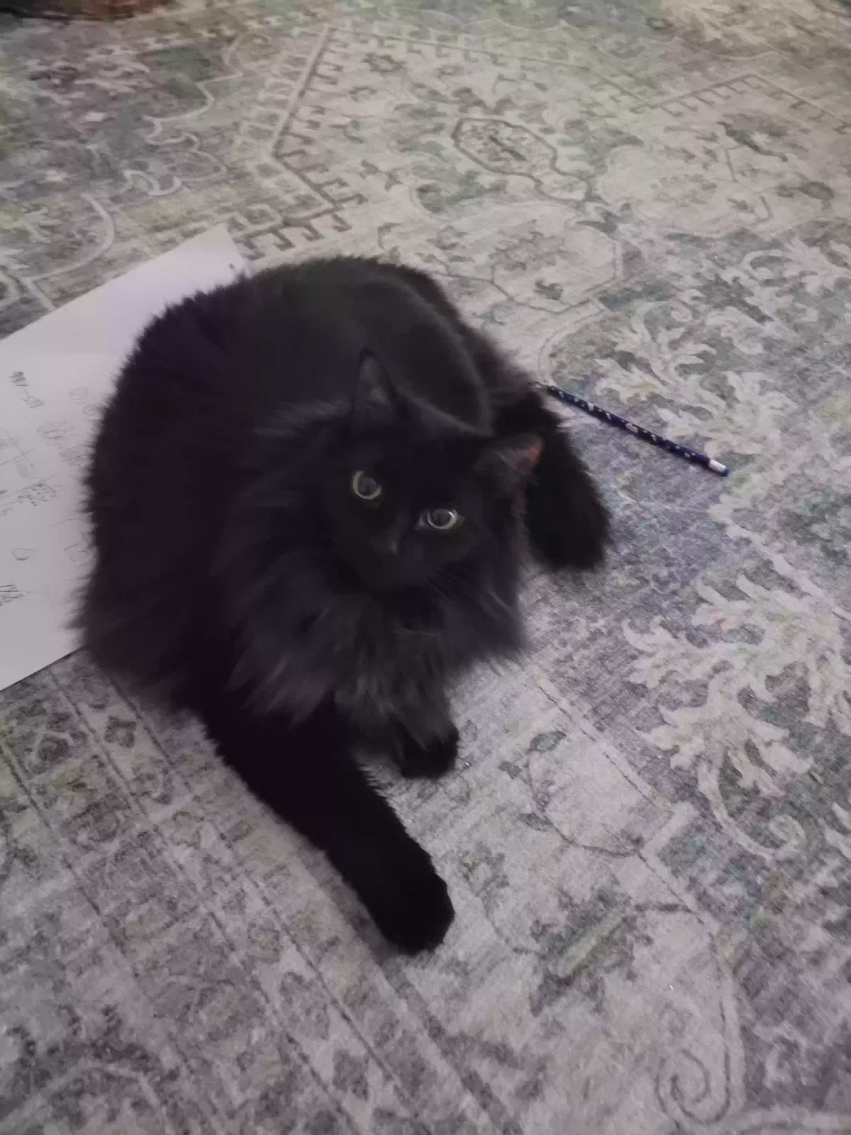 Lost cat in Clifton Springs, NY, 14432