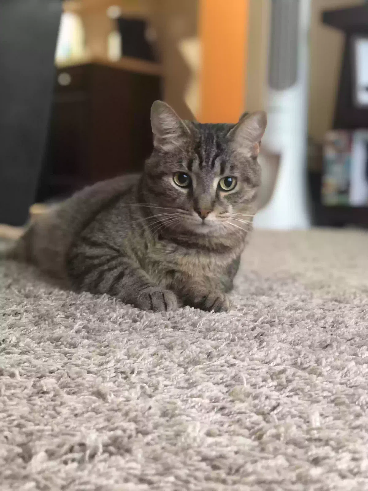 Lost cat in Marysville, OH, 43040