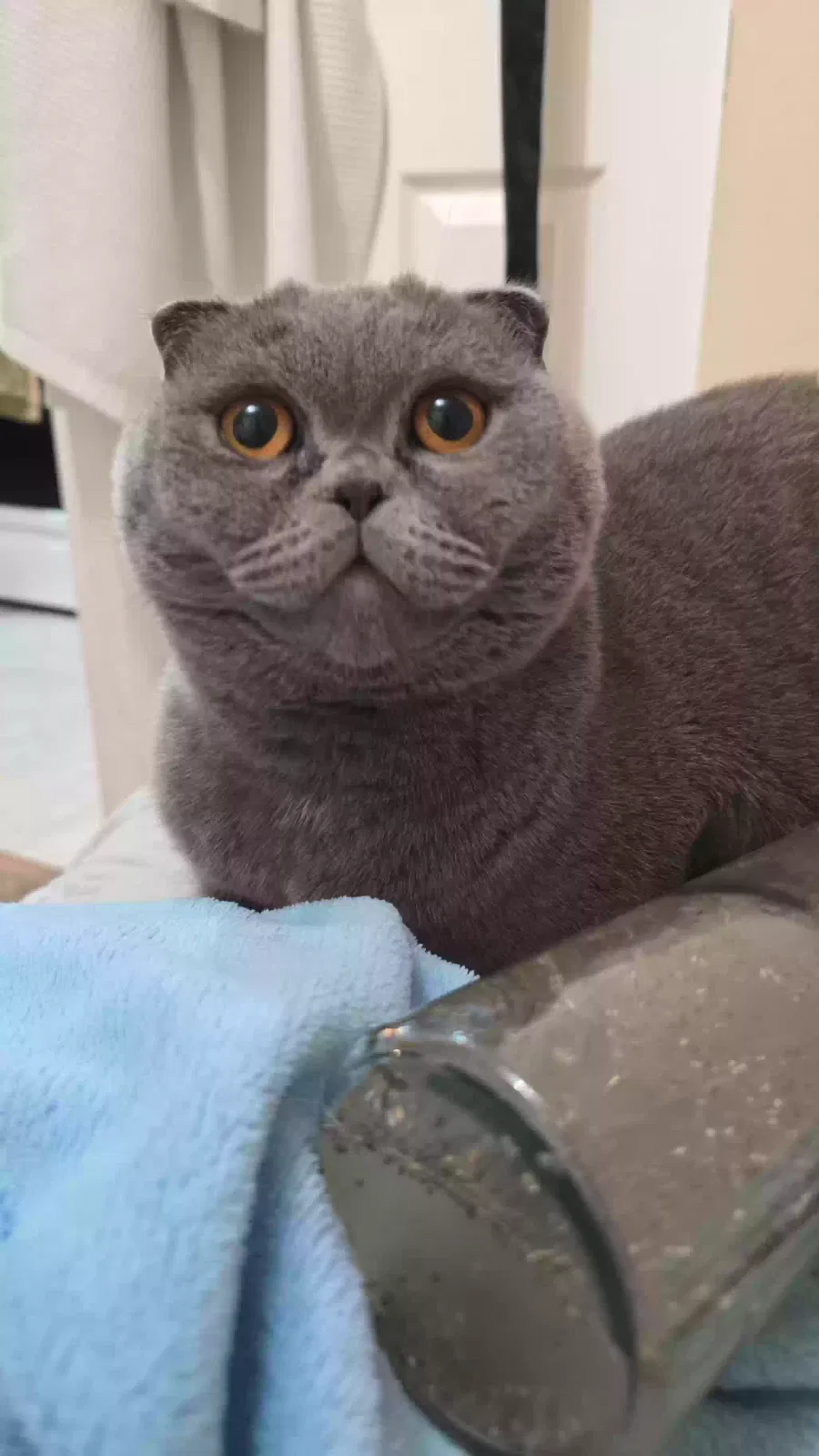 Lost cat in Staten Island, NY, 10314