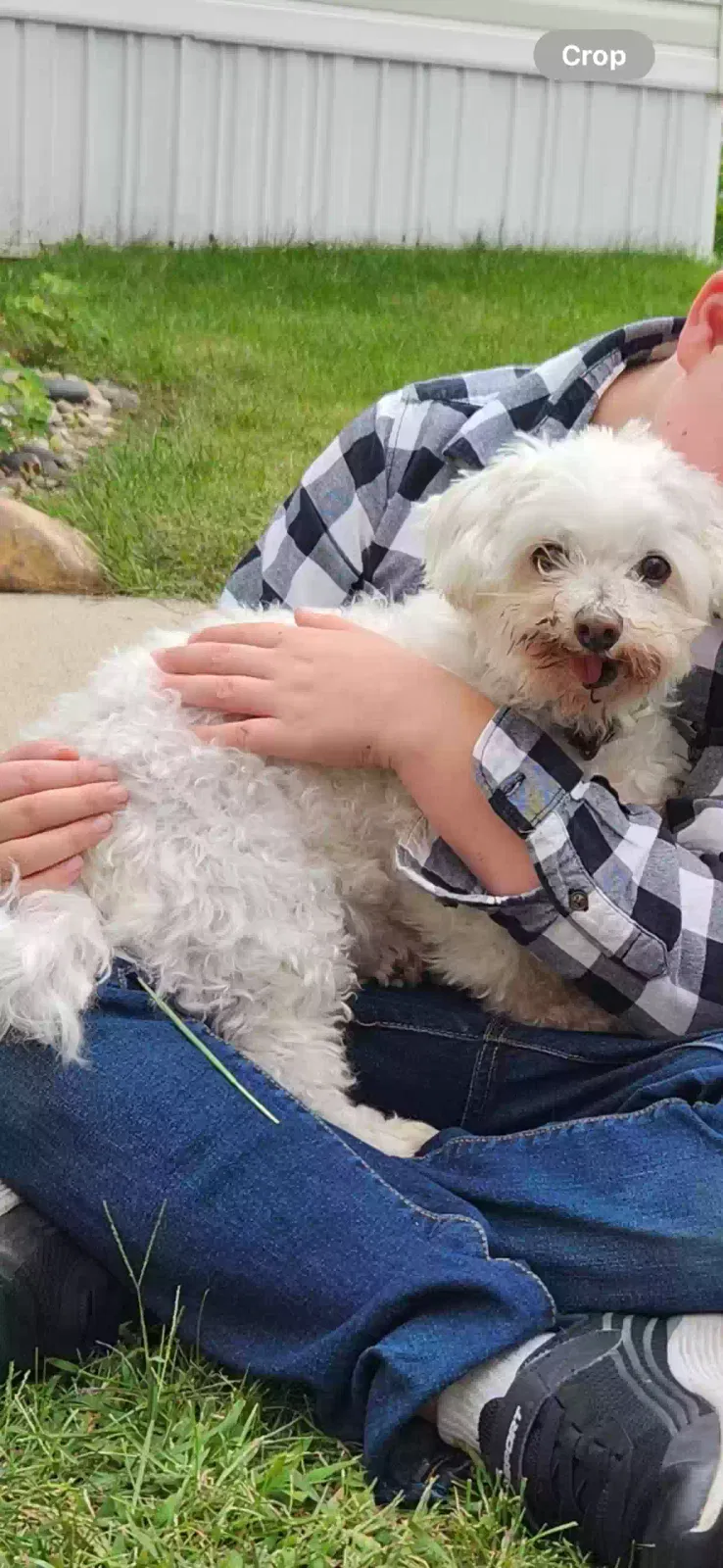 Lost dog in Sparta, MI, 49345