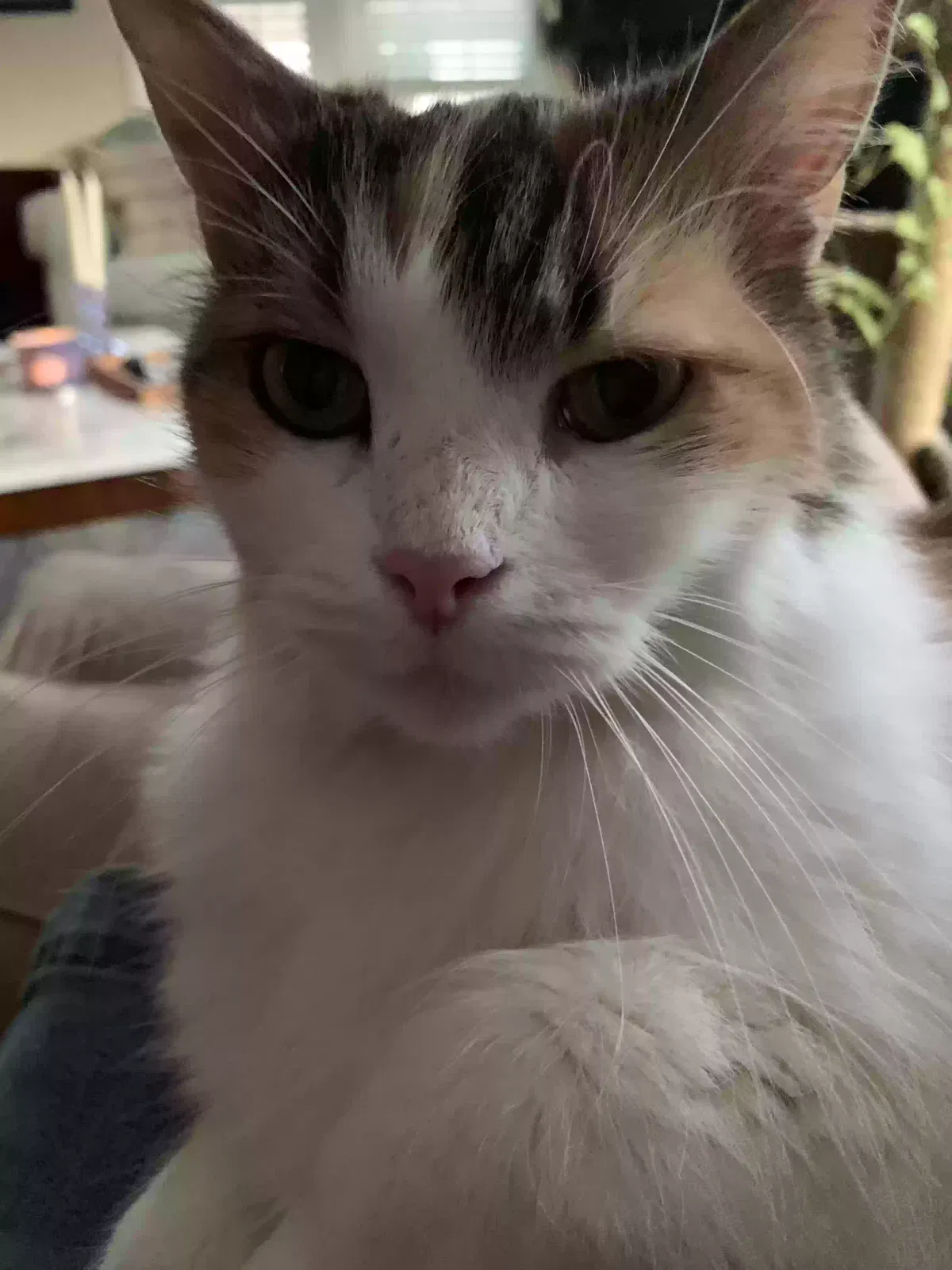 Lost cat in San Antonio, TX, 78248