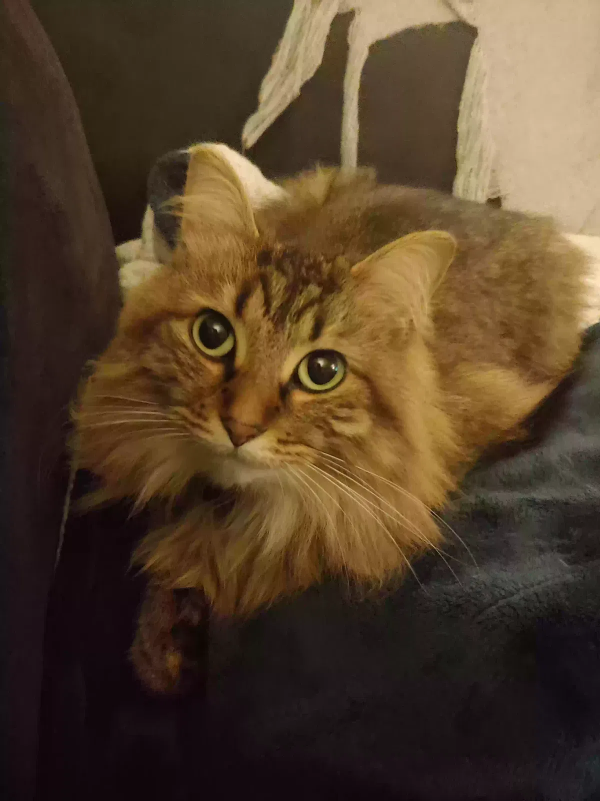 Lost cat in High Point, NC, 27265